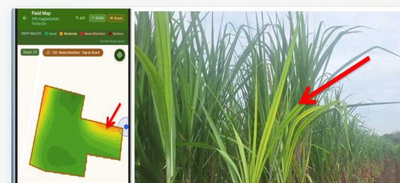 Left: satellite field map highlighting a stressed zone with arrow. Right: scout photo confirming yellowing sugarcane leaves with arrow.