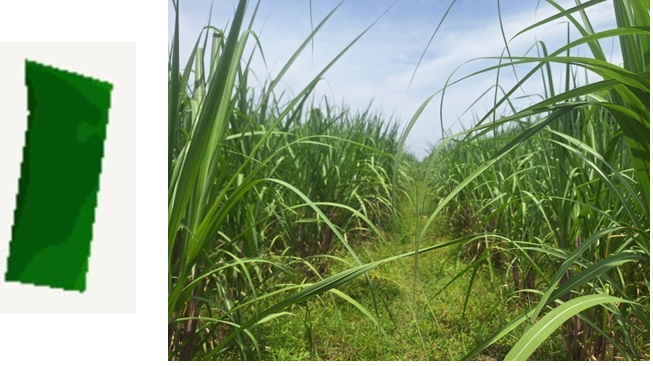 Additional satellite-to-scout validation example for crop stress confirmation